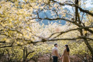 Album chụp ảnh cưới đẹp Mộc Châu-Mùa yêu thương